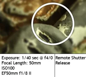$remote Shutter Release.webp