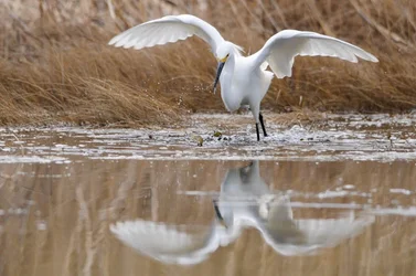 $snowy egret.webp