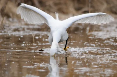 $snowy egret 1.webp