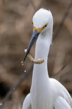 $snowy egret 2.webp