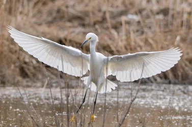 $snowy egret 3.webp