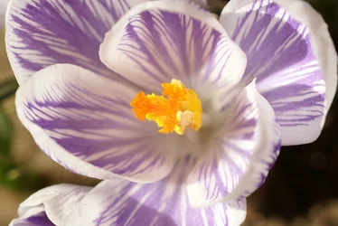 $Crokus1.webp