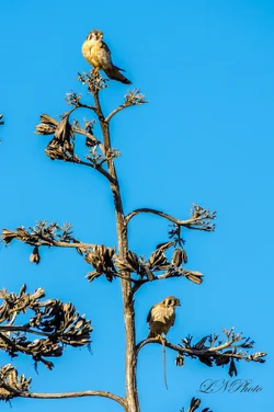 $American Kestrel-1 resize.webp