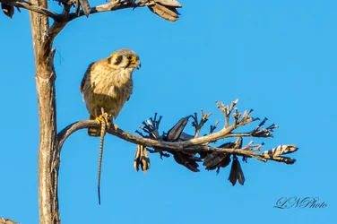 $American Kestrel-2 resize.webp
