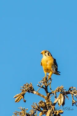 $American Kestrel-3 resize.webp