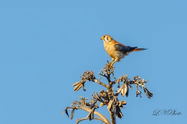 $American Kestrel-4 resize.webp