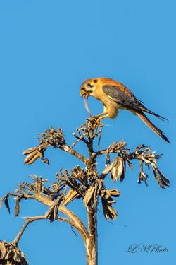 $American Kestrel-5 resize.webp