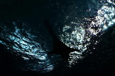 $sawtooth shark.webp