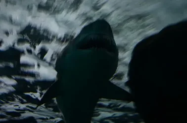 $Shark.webp