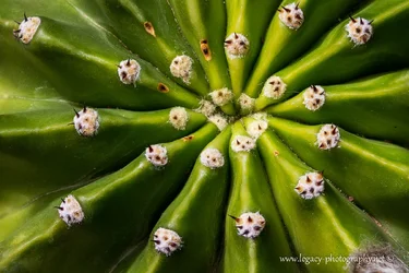 $Cactus - macro.webp