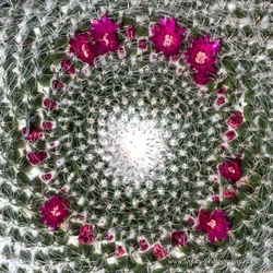 $Cactus and flowers.webp