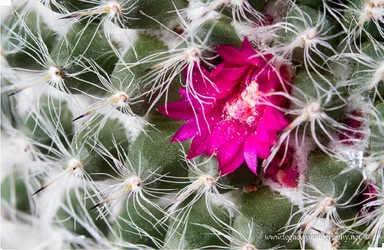 $Cactus flower - macro - stacked.webp