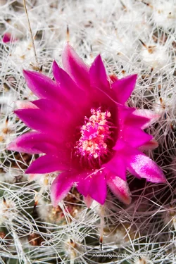 $Cactus flower - macro.webp