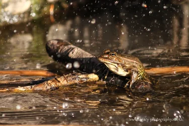 $Frog in the water with water droplets.webp