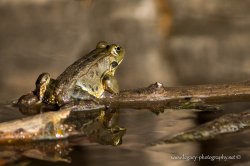 $Frog on a log and reflection in a pond.jpg