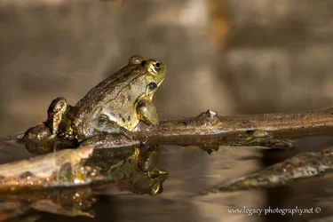 $Frog on a log and reflection in a pond.webp