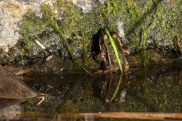 $green striped frog on a rock in the water.webp