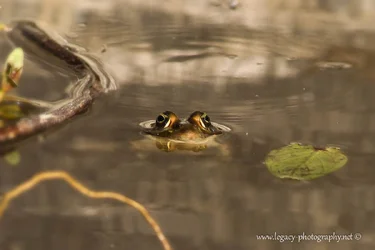 $lookin at ya babe - frogs eye.webp