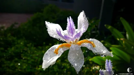 $FlowerWater.webp