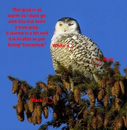 $owl.webp