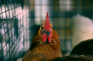 $Roosterfinal111111111.webp