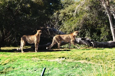 $Cheetahs web.webp $Cheetahs web.webp