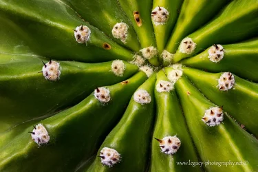 $Cactus - macro - Golden Ratio.webp $Cactus - macro - Golden Ratio.webp