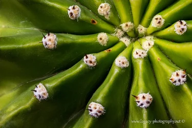 $Cactus - macro - Golden spiral.webp $Cactus - macro - Golden spiral.webp