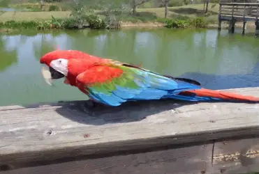 $parrotpaintingSmall.webp