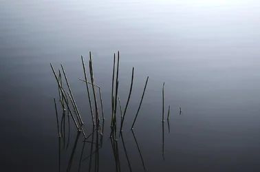 $watergrass_SM.webp