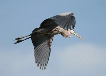 $In Flight.webp