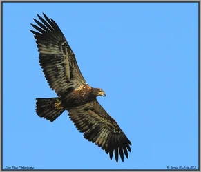 $Juvie Bald Eagle-3.webp