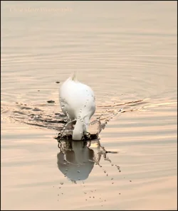$Egret Splash.webp