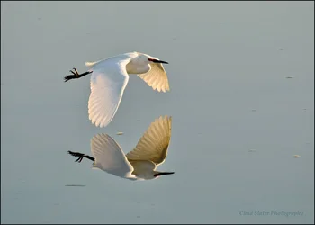 $Great Egret Reflection 2013.webp