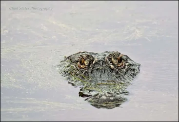 $HBSP_2013_Alligator Head_.webp