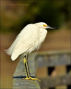 $Snowy Egret on Dock Rail 2013.webp