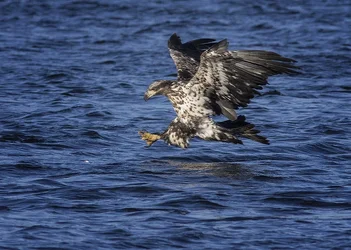 $z Eagle 1 resized.webp