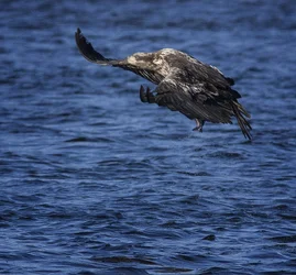 $z Eagle 3.webp