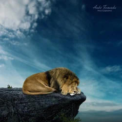 $Lion-King.webp $Lion-King.webp