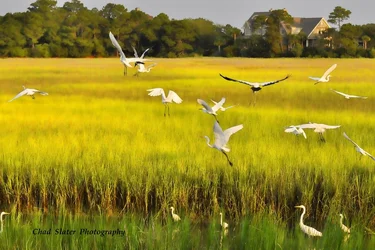 $Birds in Flight_.webp