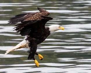 $Eagle with Talons 8 x 10.webp $Eagle with Talons 8 x 10.webp