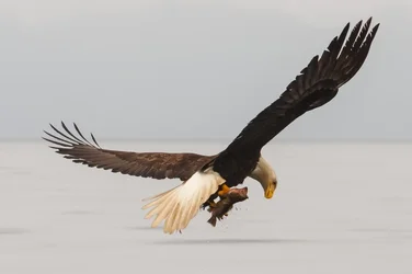 $Eagle Looking 4x6.webp $Eagle Looking 4x6.webp