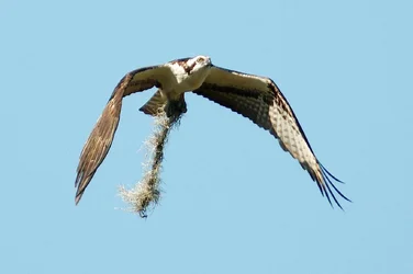 $4 6 2013 osprey 2a.webp $4 6 2013 osprey 2a.webp