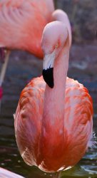 $Pink Flamingo-5290.jpg
