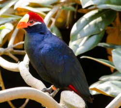 $Violet Turaco-5357.jpg