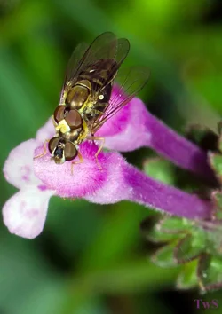 $Insect porn.small.webp