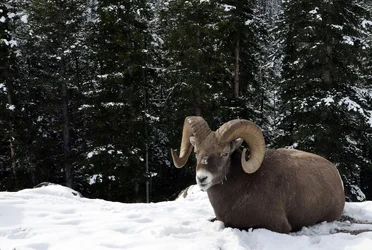 $sheep.webp