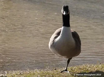 $MENEGHETTI-MARCOS_yoga_goose.webp
