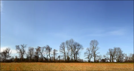 $Tyler State Park Tree Line pano 2013.webp