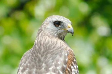 $Red Shoulder Hawk 2.webp